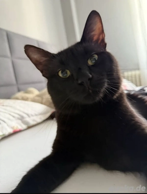 Europäische Deckkater