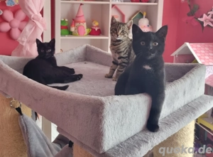 Süße Kitten suchen ein zu Hause