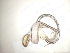 Kornatterpaar männlich und weiblich 