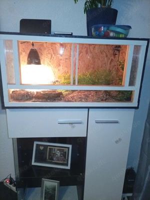 Kornnatter Pärchen Männchen und Weibchen mit Terrarium und Zubehör zu verkaufen 