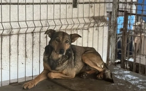 Unsichere Joya sucht sicheren Hafen			