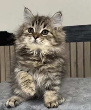 Britisch-Langhaar Kätzchen