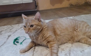 Alani: Eine sanfte Seele sucht ein liebevolles Zuhause.