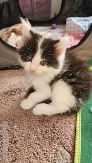 Wunderschöne Maine Coon Kitten mit Stammbaum