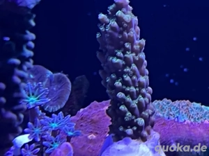 Bunte Korallen Ableger 
