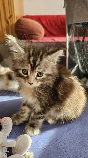Wunderschöne Maine Coon Kitten mit Stammbaum