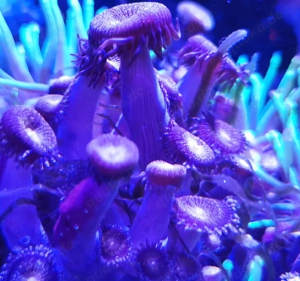 Krustenanemone "Alien Explosion" 