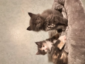Main coon Kitten 