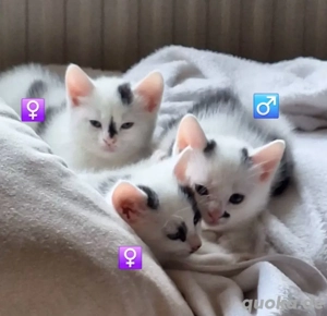 3 mega verschmuste anhängliche türkisch van moy babys ab sofort 