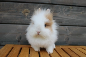 Löwenkopf Rammler Jungtier Zwergkaninchen