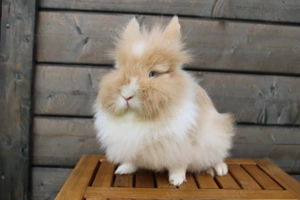 Löwenkopf Häsin 2 Jahre geimpft Zwergkaninchen