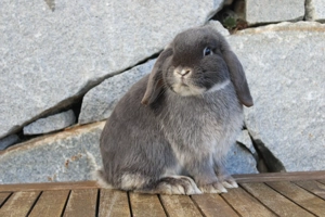 Zwergwidder Häsin knapp 3 Jahre geimpft 