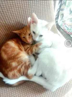 Borat & Johnny Dreamteam sucht Familie zum spielen und kuscheln