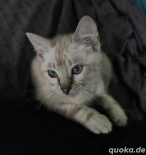 snow Bengal kitten kater calimero 