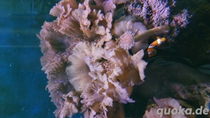 Sinularia dura - Ohrenlederkoralle
