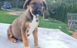 Gizmo möchte mit dir die Welt entdecken