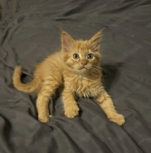  Typvolle, reinrassige Maine Coon Babys m und w