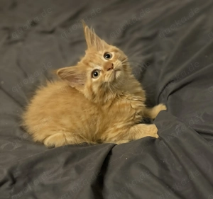 Noch zwei typvolle, reinrassige Maine Coon Baby Mädchen 