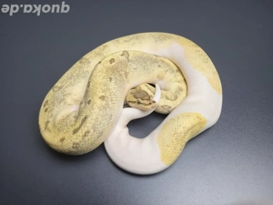 1.0 Enchi Fire Pin Pied het. Desert Ghost Breeder