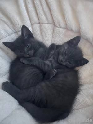 BKH Mischling Babys zu verkaufen