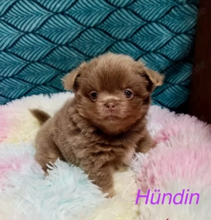  Pomchis   Pomeranian x Chihuahua  Welpen  