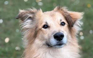 Toppi sucht sein Für-Immer-Zuhause Bild 4