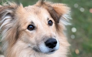 Toppi sucht sein Für-Immer-Zuhause Bild 6