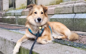 Toppi sucht sein Für-Immer-Zuhause Bild 7