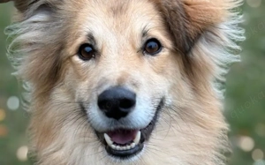 Toppi sucht sein Für-Immer-Zuhause Bild 5