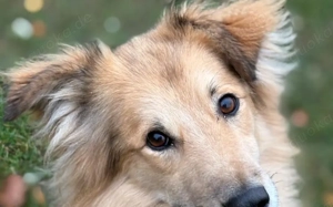 Toppi sucht sein Für-Immer-Zuhause Bild 3