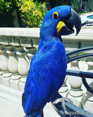 Blaues Ara-Baby - Von Männchen und Weibchen