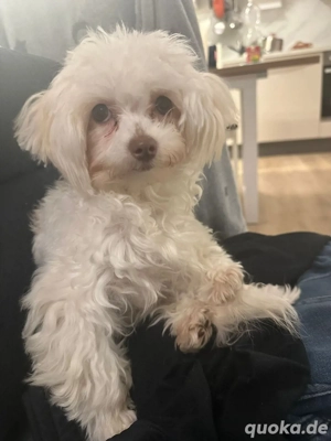 Maltipoo mädchen mini