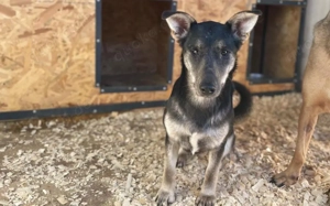 Liebenswürdige Rosabella sucht Zuhause