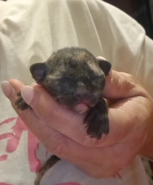 Hübsche Devon Rex Kitten können zu Mitte Februar mit 12 Wochen umziehen 