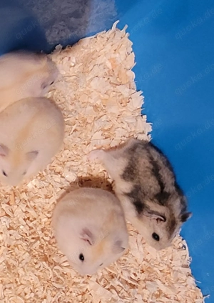 Hamster Nachwuchs 