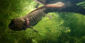 AXOLOTL, weibl., extrem groß (ca. 35 cm), naturfarben
