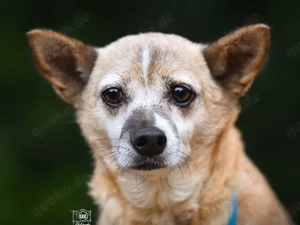 Akita sucht ihr Zuhause