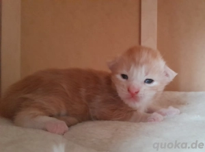 bezaubegnde Maine Coon Kitten
