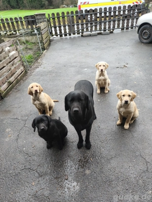 Wunderschöne Laprador Welpen - verspielt & bereit fuer neues Zuhause    Bild 7