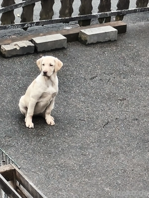 Wunderschöne Laprador Welpen - verspielt & bereit fuer neues Zuhause    Bild 5