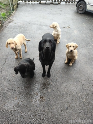 Wunderschöne Laprador Welpen - verspielt & bereit fuer neues Zuhause    Bild 6