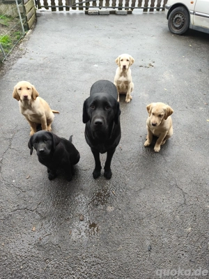 Wunderschöne Laprador Welpen - verspielt & bereit fuer neues Zuhause    Bild 8