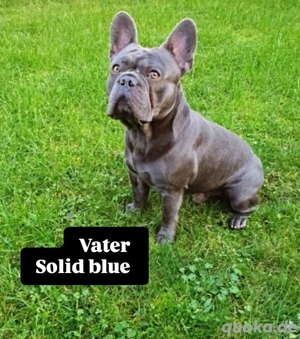 Französische Bulldogge Welpen ab Dezember abzugeben  Bild 6