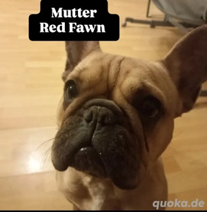 Französische Bulldogge Welpen ab Dezember abzugeben  Bild 5