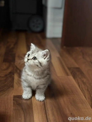 Britisch Kurzhaar Kitten