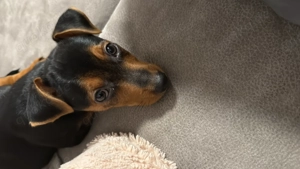 Dorkie (Mischling Dackel   Yorkshire Terrier) 8 Wochen alt 