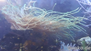 grüne Kupferanemone 