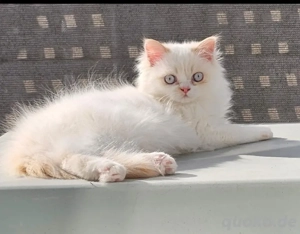 Süße Ragdoll-Katze, 5 Monate alt