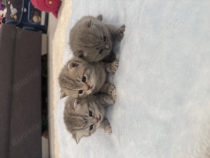 BKH Kitten Babykatze Besichtbar!