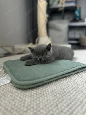 BKH Kitten (ohne Stammbaum) suchen ihr liebevolles Zuhause Bild 5